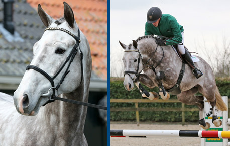 2015-HorsesPage_115