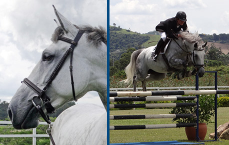 2015-HorsesPage_213