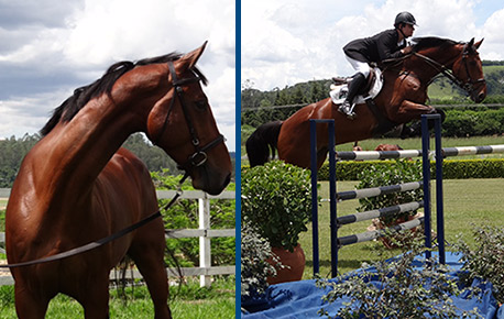 2015-HorsesPage_255
