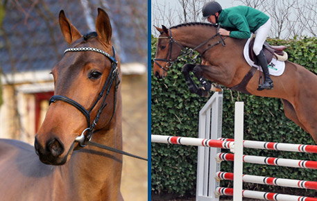 2015-HorsesPage_42