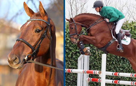 2015-HorsesPage_57